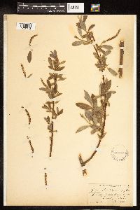 Salix alba image