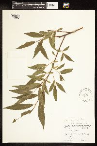 Salix alba image