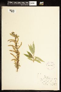 Salix alba image