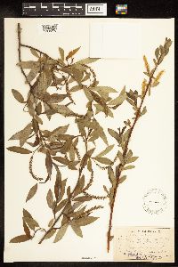 Salix alba image