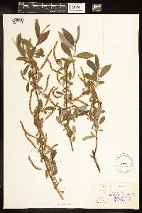 Salix alba image