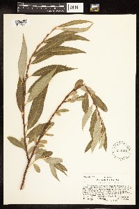 Salix alba image