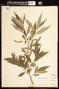 Salix alba image