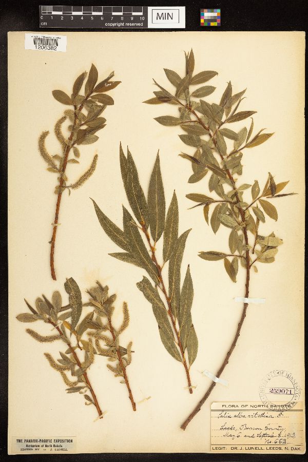 Salix alba image