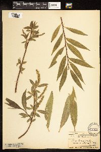 Salix alba image