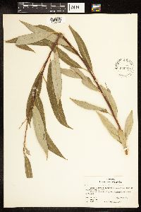 Salix alba image