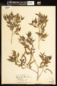 Salix amygdaloides image