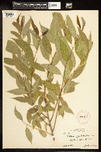 Salix amygdaloides image