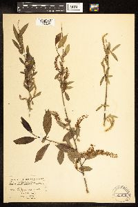 Salix amygdaloides image
