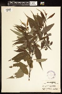Salix amygdaloides image
