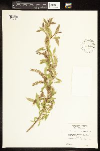 Salix amygdaloides image