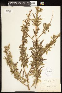 Salix amygdaloides image