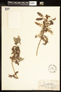 Salix amygdaloides image