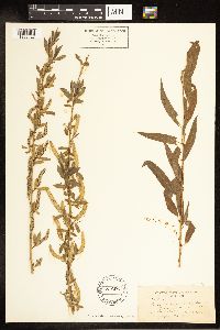 Salix amygdaloides image