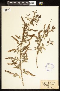Salix amygdaloides image