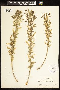 Salix amygdaloides image