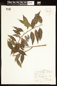 Salix amygdaloides image