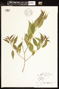 Salix amygdaloides image