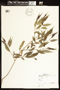 Salix amygdaloides image