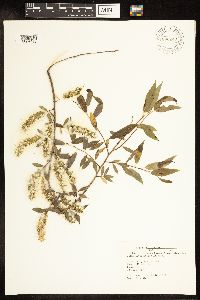 Salix amygdaloides image