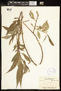 Salix amygdaloides image