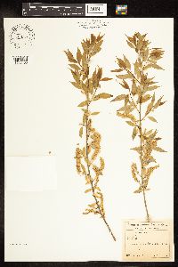 Salix amygdaloides image