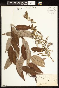 Salix amygdaloides image
