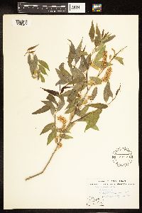 Salix amygdaloides image