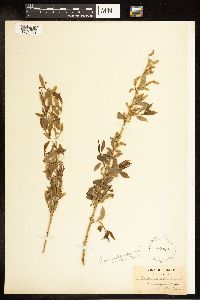 Salix amygdaloides image