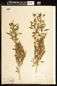 Salix amygdaloides image