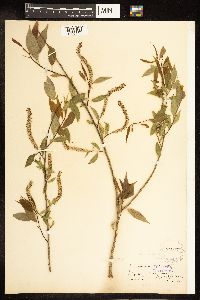 Salix amygdaloides image