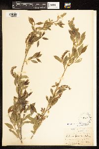 Salix amygdaloides image