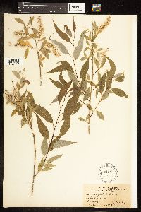 Salix amygdaloides image