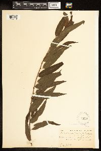 Salix amygdaloides image