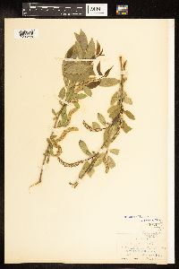 Salix amygdaloides image