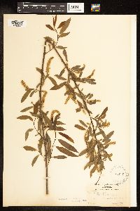 Salix amygdaloides image