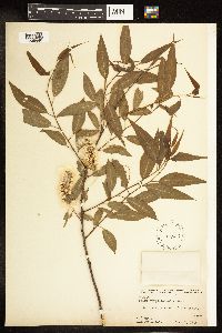 Salix amygdaloides image