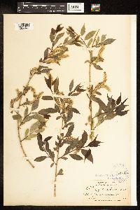 Salix amygdaloides image