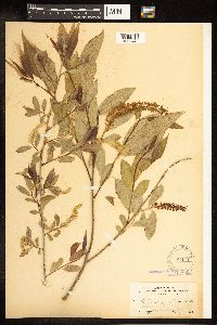 Salix amygdaloides image