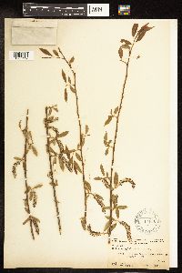 Salix amygdaloides image