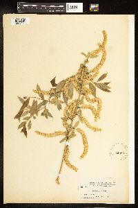 Salix amygdaloides image