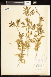 Salix amygdaloides image
