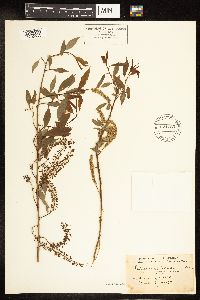 Salix amygdaloides image