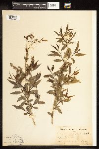 Salix amygdaloides image