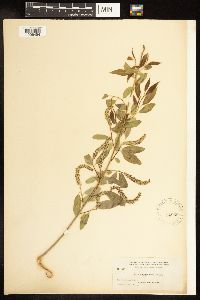 Salix amygdaloides image
