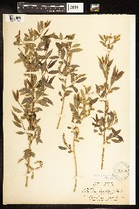 Salix amygdaloides image