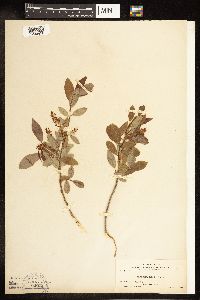 Salix amygdaloides image