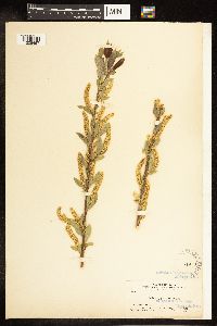 Salix amygdaloides image
