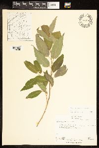 Salix amygdaloides image