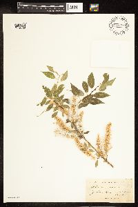 Salix amygdaloides image